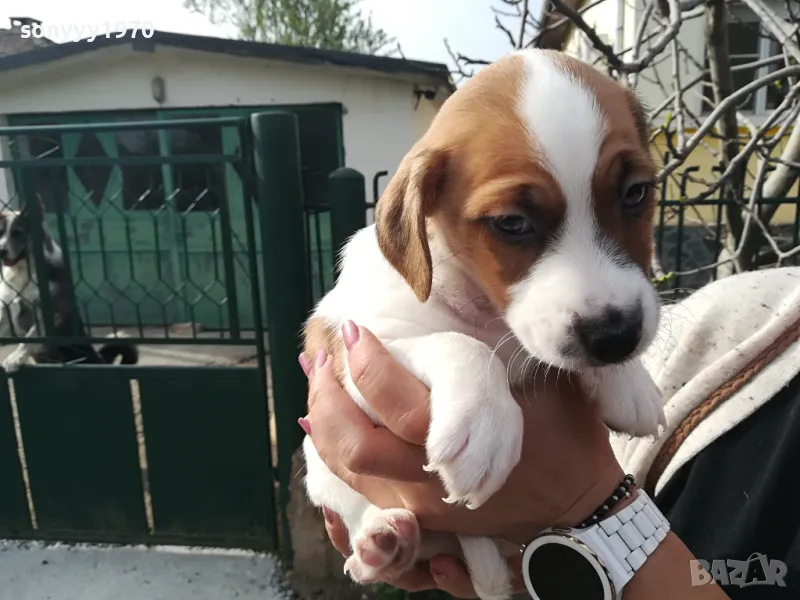 продавам джак ръсел 2305251435, снимка 1