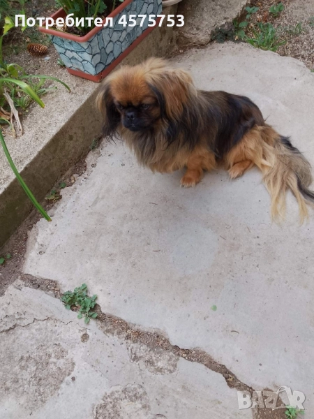 Пекинез баща и дъщеря , снимка 1