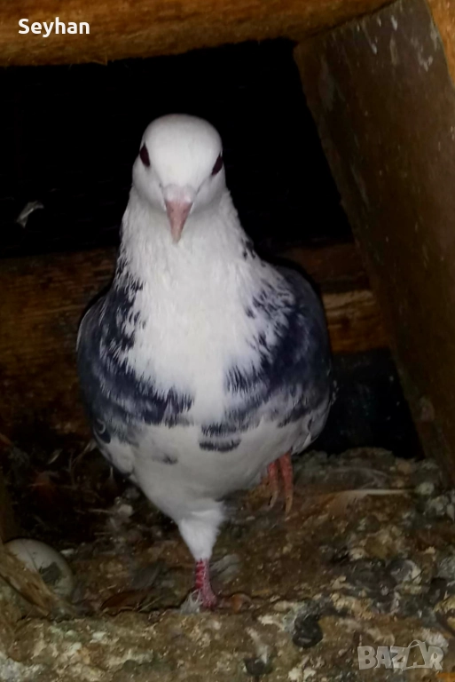 Гълъби типлери, снимка 1