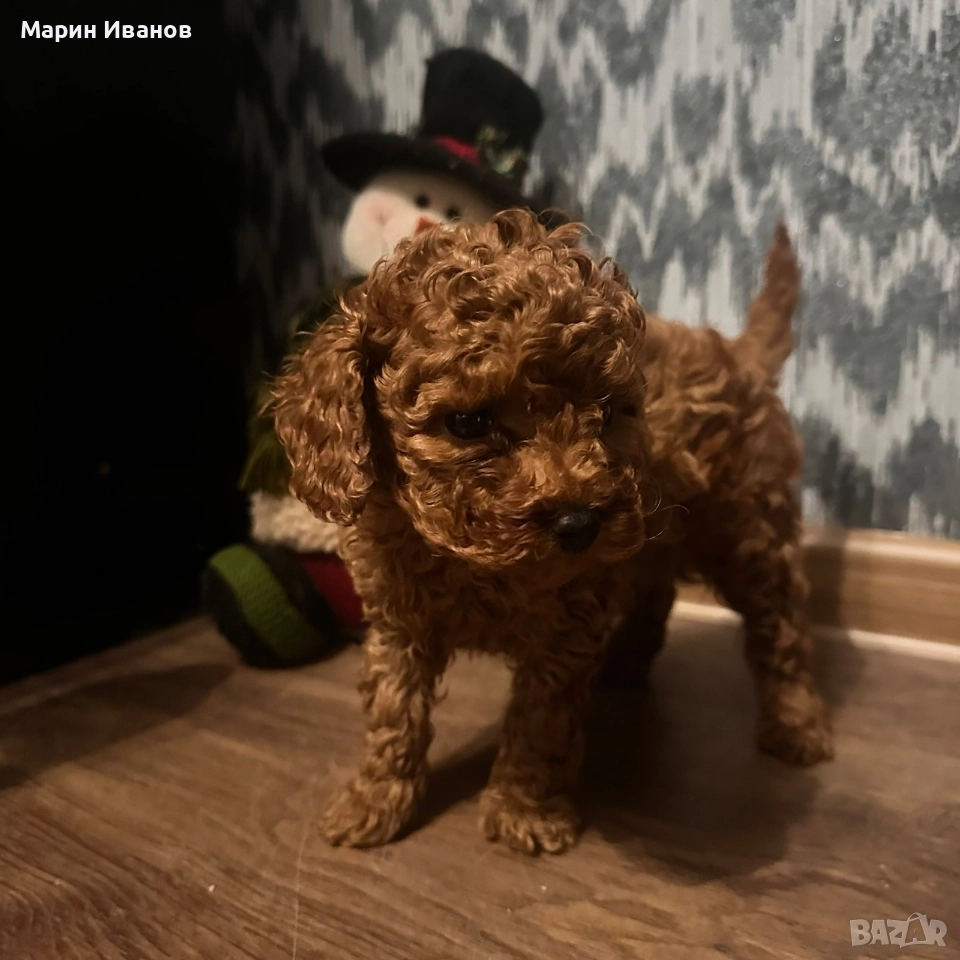 Пудел "Той" момче с две ваксини!, снимка 1