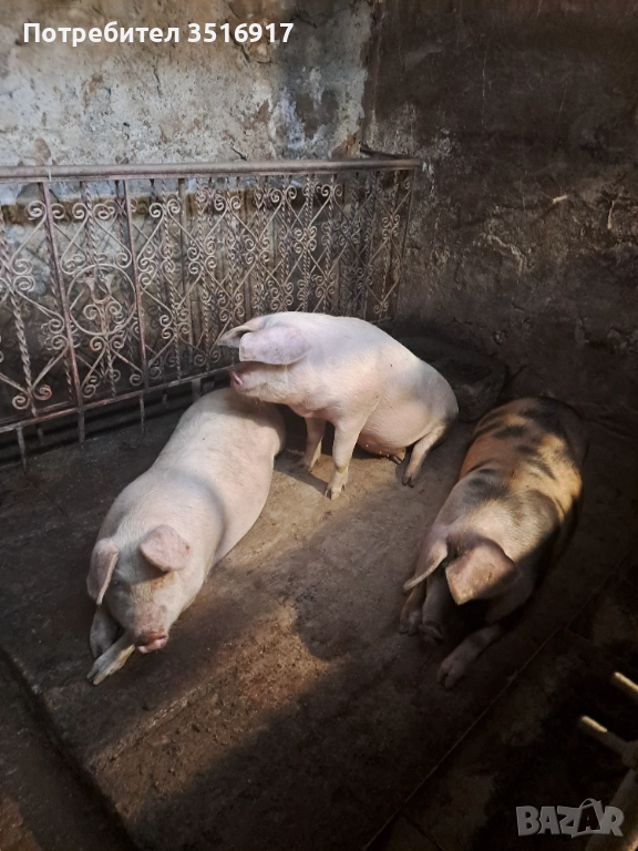 Продавам прасета, снимка 1