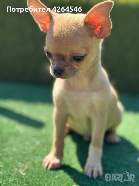 Уникално момче , снимка 1