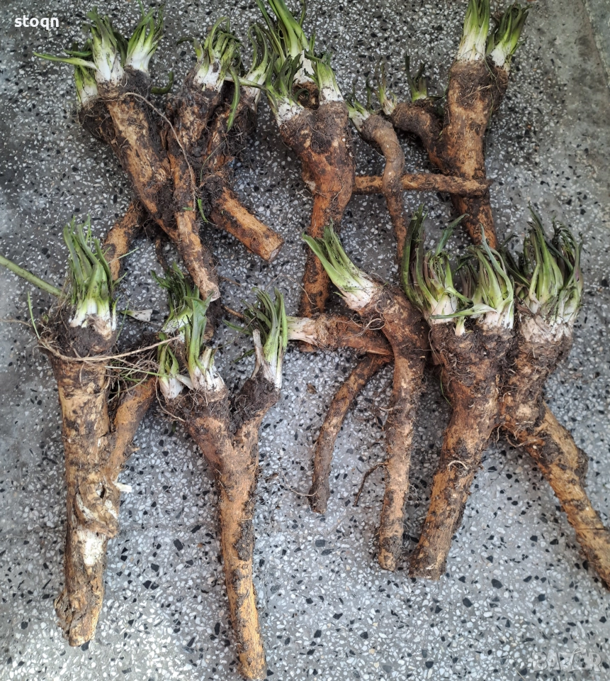Хрян прясно изваден, снимка 1