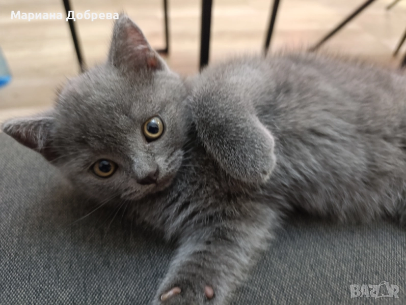 Късокосместо синьо британче, снимка 1