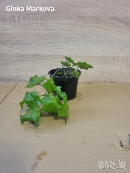 Стаен бръшлян - 4лв., снимка 1