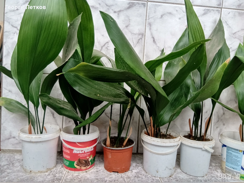 Аспидистра, с по 5-6 стръка в саксия , снимка 1