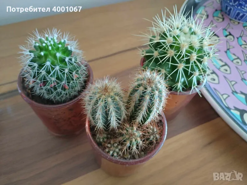 красиви кактуси в оригинални саксии, снимка 1