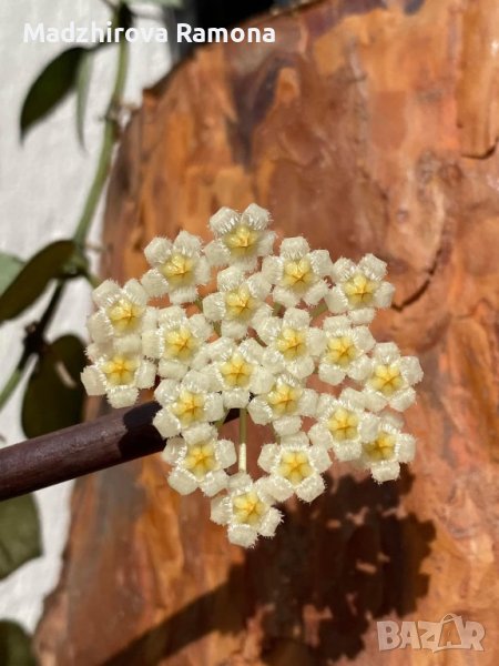 Hoya Krohniana eskimo , снимка 1