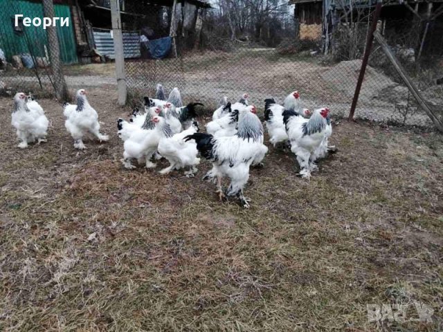 Продавам яйца от брама , снимка 3 - други­ - 40367229