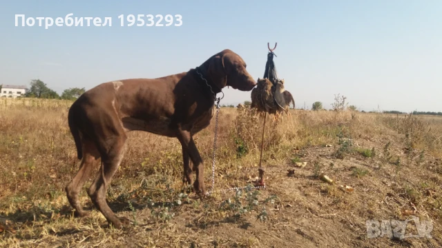 Курцхаар елитен обучен за лов , снимка 2 - Курцхаар - 50916055