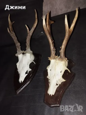 рога от сръндак, снимка 2 - Антикварни и старинни предмети - 48910974