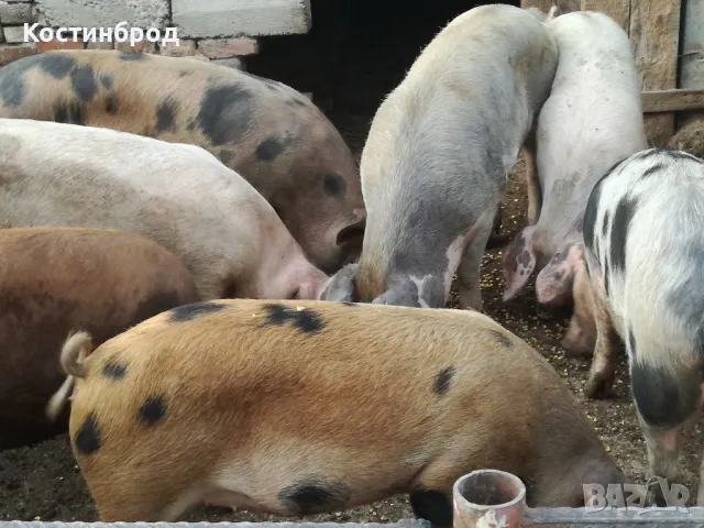 ПРАСЕТА. АКЦИЯ.