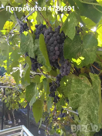 Продавам грозде Отел
