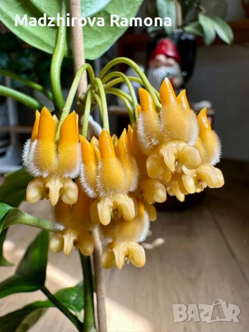 Hoya lasiantha , снимка 1