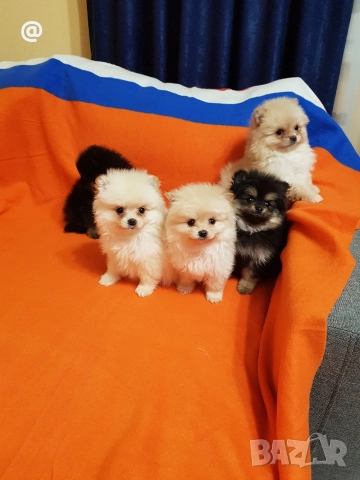 Померан померанчета свободни Гр София, снимка 2 - Померан - 52967032