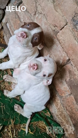 ПРОДАВАМ МАЛКИ ПИТБУЛИ !!! БЛУ НОС, снимка 3 - Питбул - 48336660