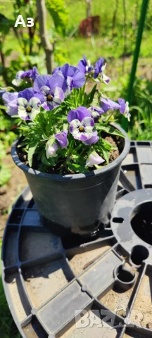 Продавам цветя Теменужки Трикси, снимка 2 - Разсади - 50464114