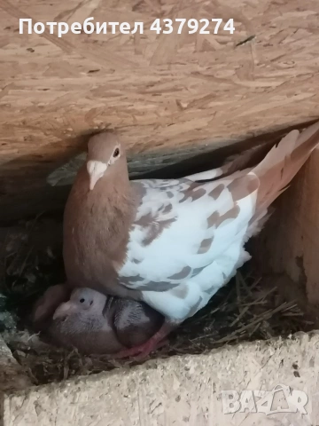 100% Мюлеманс, снимка 3 - Гълъби - 54129201