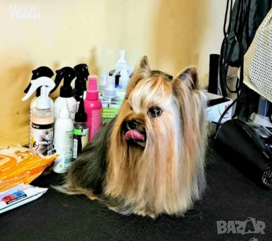 Мини йоркширско териерче , снимка 5 - Йоркширски териер - 53908504