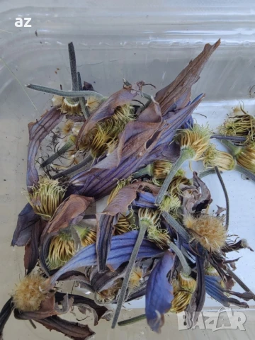 клематис, снимка 6 - Разсади - 50888936