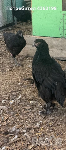 млади маран и шведски исбар кокошки, снимка 1