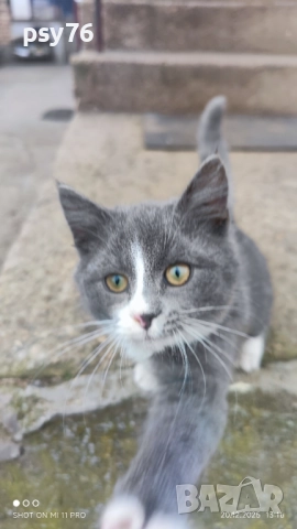 Сиво малко котенце си търси дом, снимка 7 - Други - 52860061