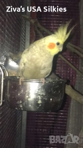 ръчно отглеждане на птици, снимка 12 - Папагали - 52415606