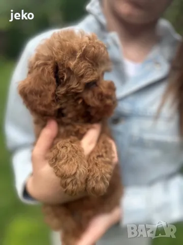 Той пудел Мини пудел последно, снимка 2 - Пудели - 49705085