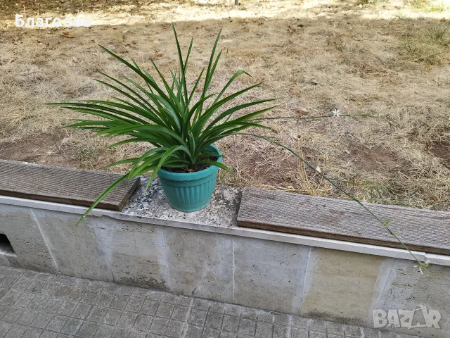 Алиум бял (стайно растение), снимка 4 - Стайни растения - 50689034