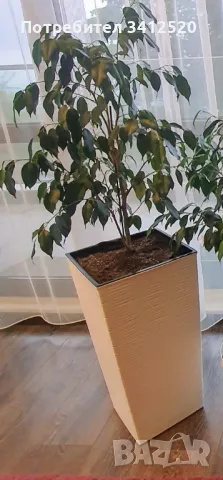 Кашпо белого цвета , снимка 3 - Саксии и кашпи - 50002006