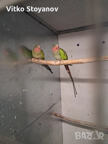 Чифт принцов папагал-Александрино