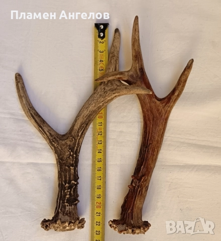 Трофей-рога от сръндак, снимка 5 - Декорация за дома - 52260402