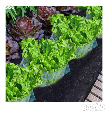 Комплект защита от охлюви., снимка 6 - Други - 52894267