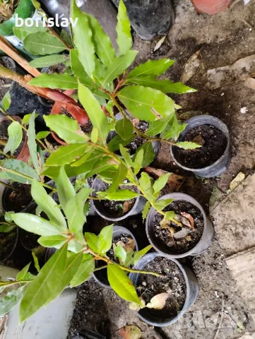 Промоция на дафинов лист - лаврово дърво, снимка 5 - Стайни растения - 14936605