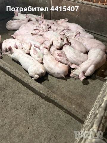 Продаваме прасета 