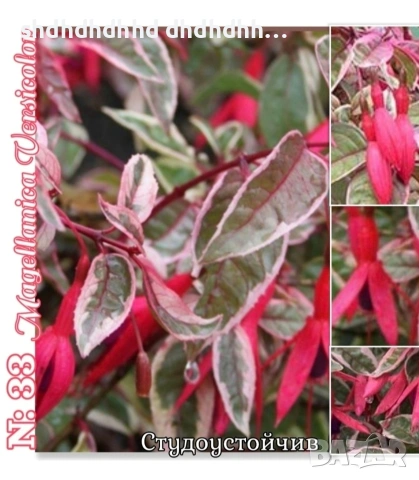 Фуксия студоустойчива градинска и Каскадна едроцветна фуксия , снимка 8 - Градински цветя и растения - 54231805