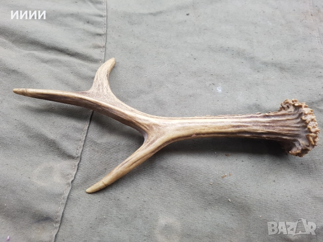 Рог от сръндак 2, снимка 2 - Антикварни и старинни предмети - 52650143