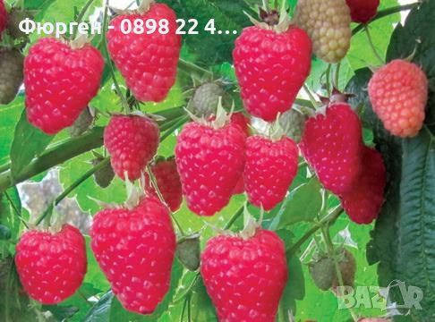 Малини - целогодишни, снимка 3 - Градински цветя и растения - 38888073