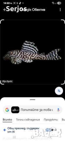 Сомчета Хипанцитрус 