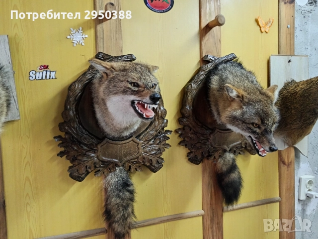 ПРЕПАРИРАН ЧАКАЛ С ДЪРВОРЕЗБА , снимка 4 - Други - 50381463