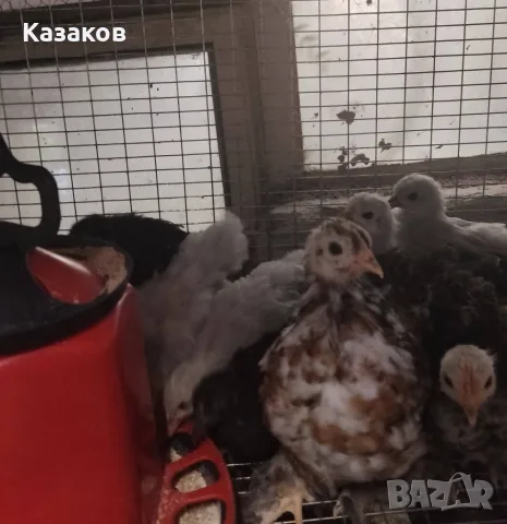 Продавам Мини Кохин на 40 дни., снимка 2 - други­ - 56012703