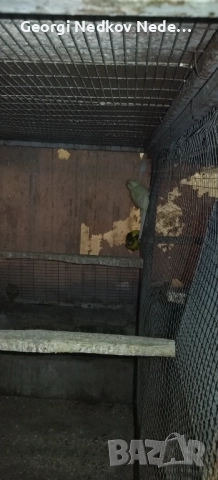 Продавам кикирики 