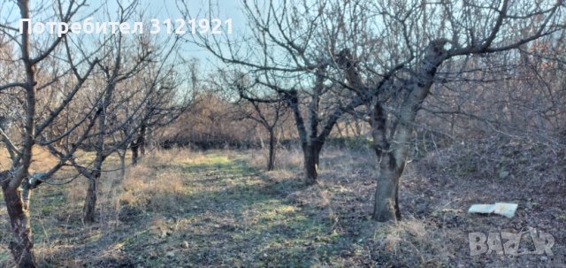 Земеделска земя за продажба в района на с.Беласица , снимка 5 - Земеделска земя - 39577960