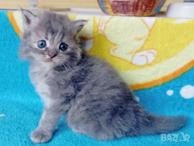 Сибирче, сибирска котка, сибирски котенца, сибирско коте, хипоалергично, синьо момиче, снимка 4 - Сибирски - 56163725