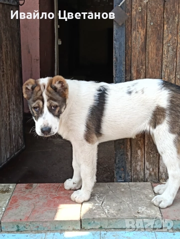 Алабай, снимка 2 - Алабай - 54067531