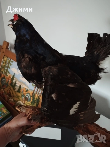 красив мъжки тетрев, снимка 5 - Антикварни и старинни предмети - 54245698