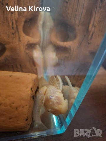 Аквариум със сомчета, снимка 5 - Рибки - 53145009