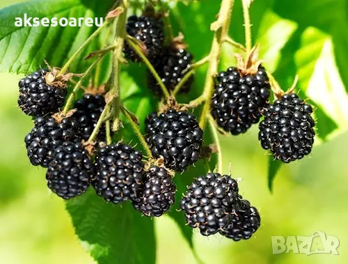 Висококачествени нови семена от хранителна Къпина без бодли Rubus rusticanus 50+ семена антиоксидант, снимка 12 - Сортови семена и луковици - 49257573