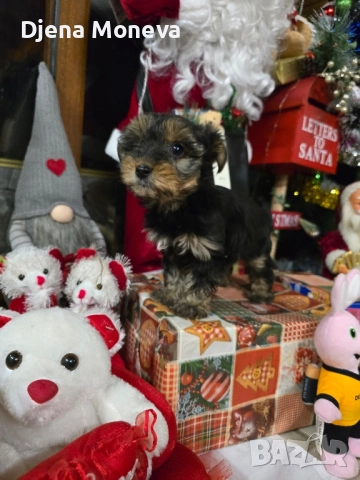 джуже мини йоркширски териер