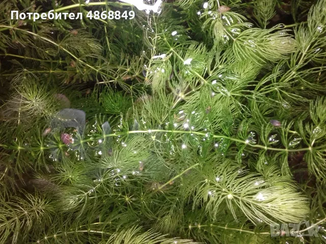 Разменям Роголистник, снимка 2 - Други - 55780211